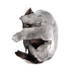 PALLE - marca NOSLER - modello 59992 ACCUBOND SP - calibro 7mm (284